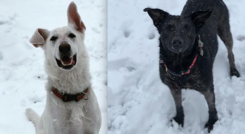 Marisa Spudis sent us photos of Oscar and Veda, who enjoyed every second of their snow day!